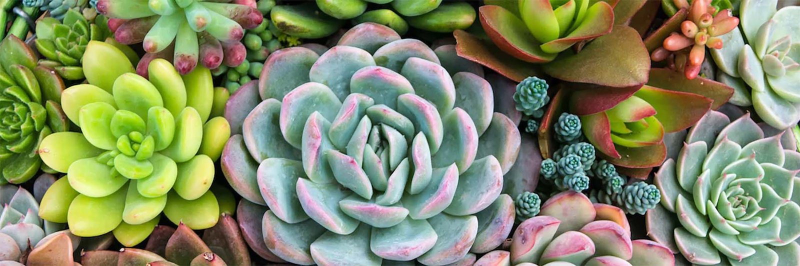 Potted Plants and Potted Trees for Sale in Spartanburg County South Carolina